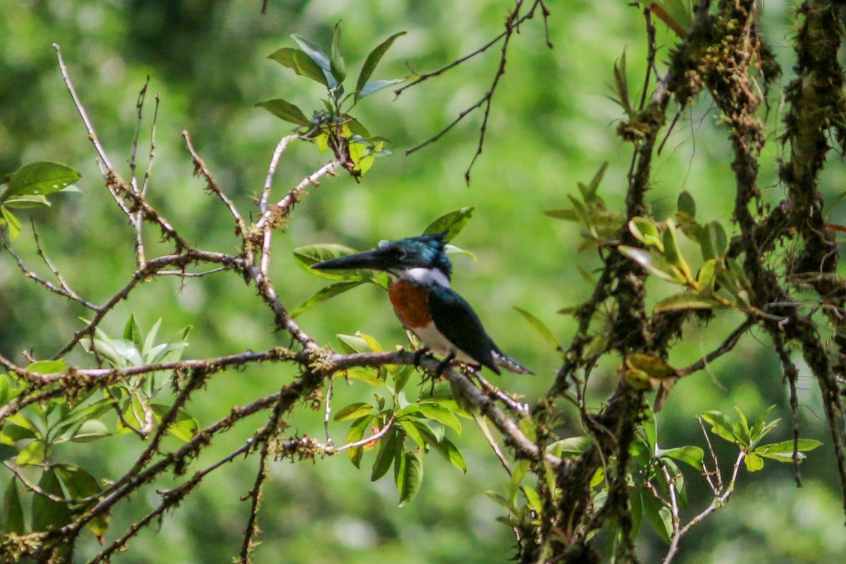 Martin-pêcheur d'Amazonie - ML134237931