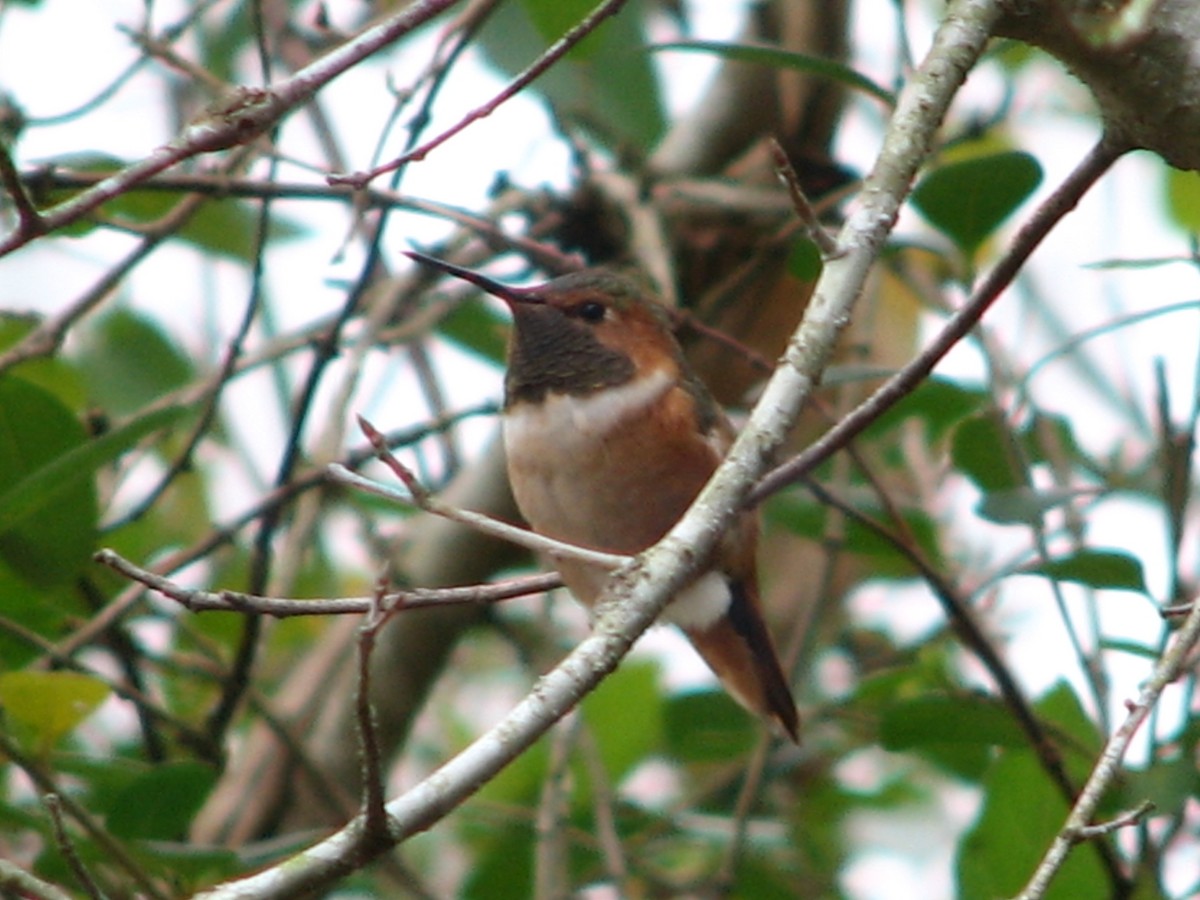 Allen's Hummingbird - ML134239711