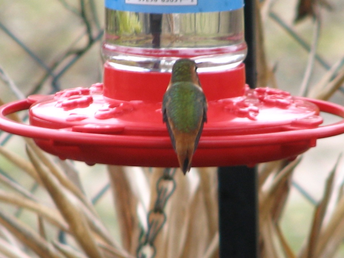 Allen's Hummingbird - ML134239721