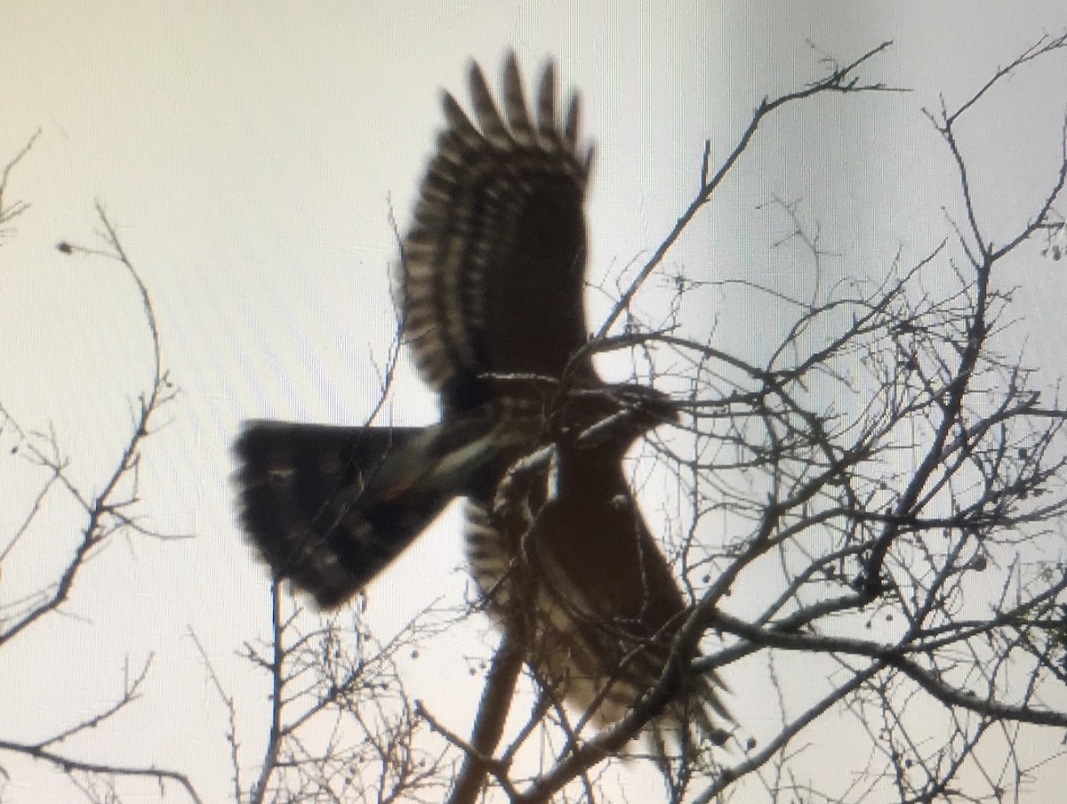 Cooper's Hawk - ML134240001