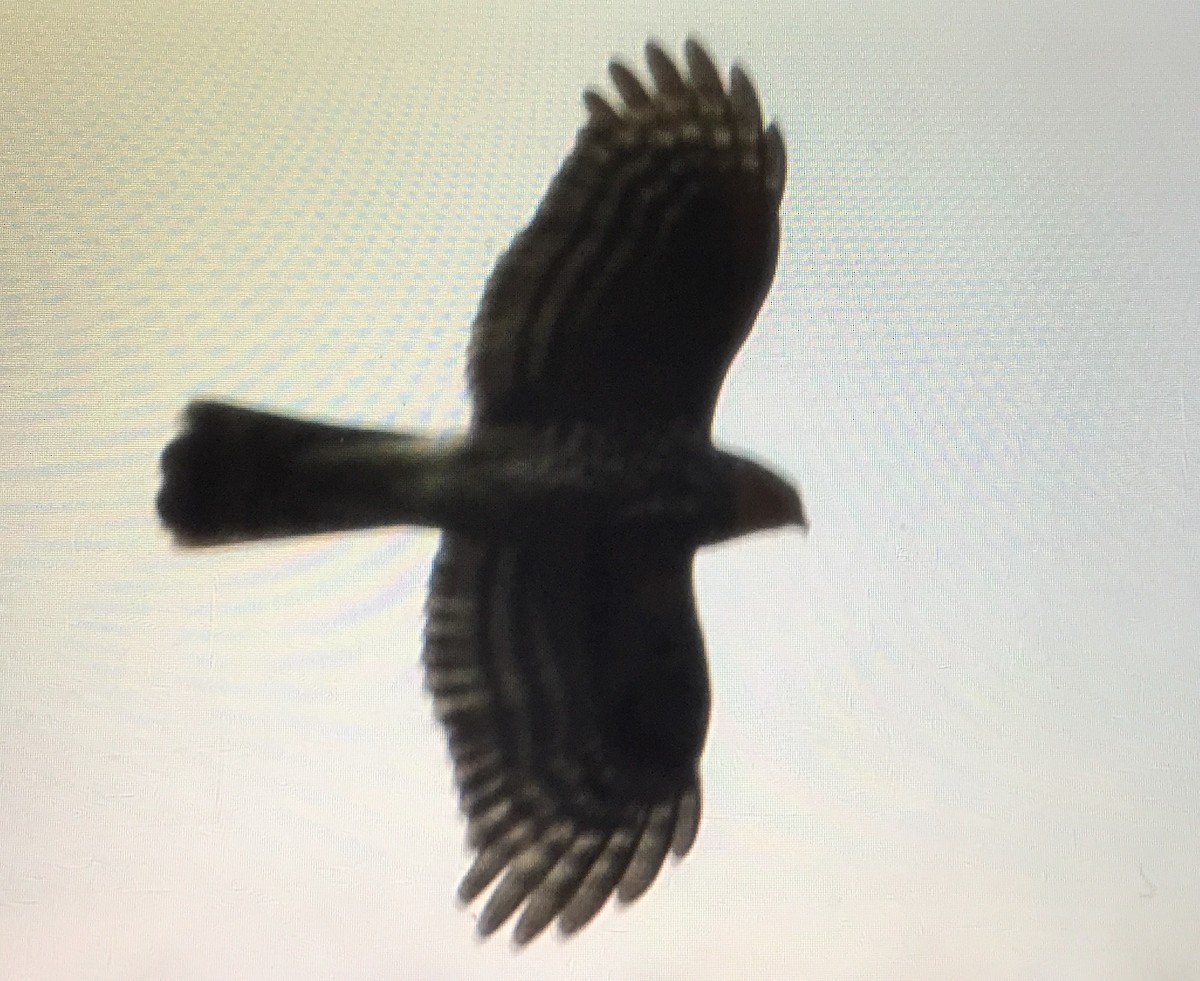 Cooper's Hawk - ML134240011