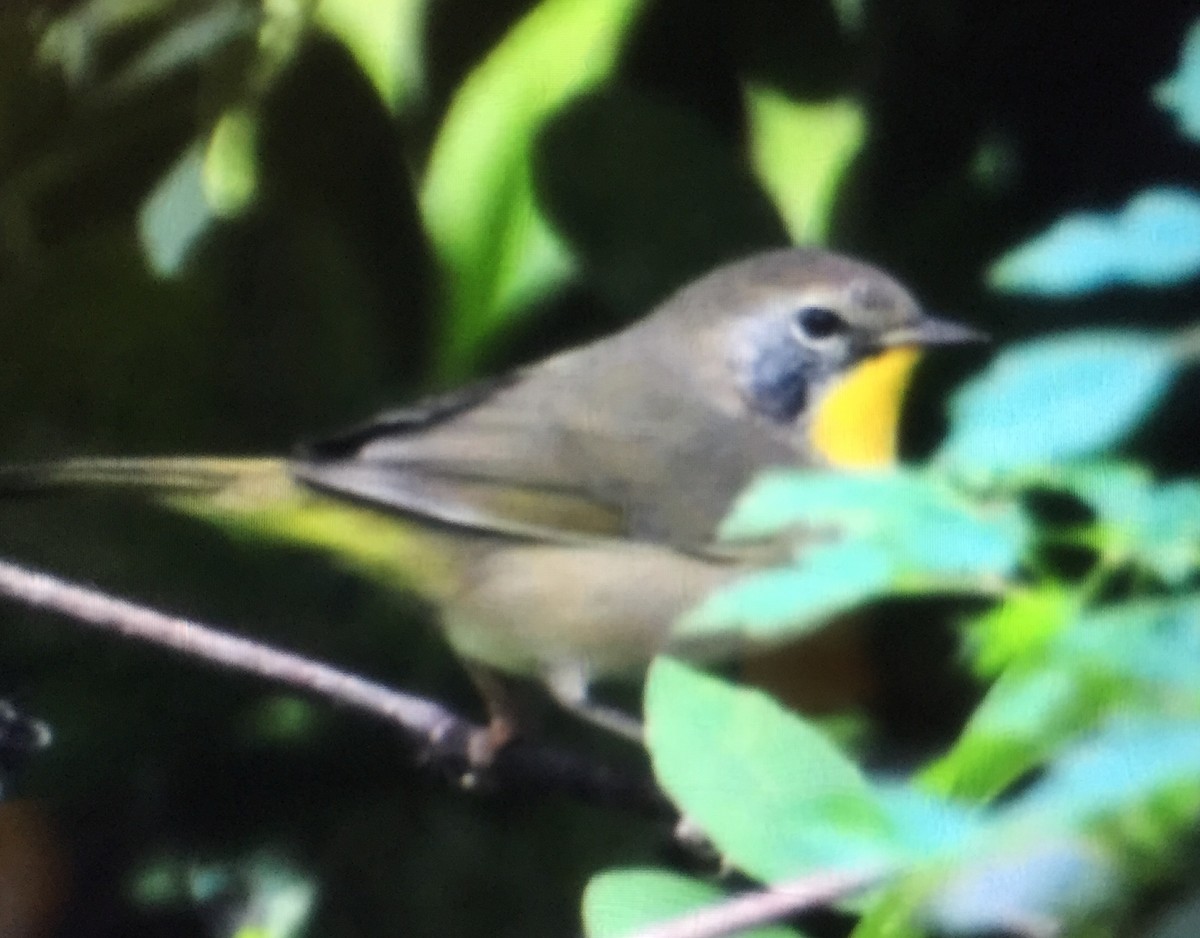 Common Yellowthroat - ML134240231