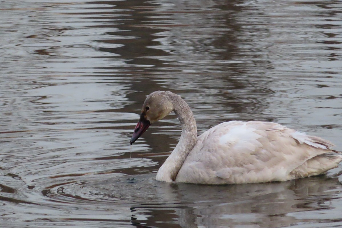 Tundra Swan - Weston Petty