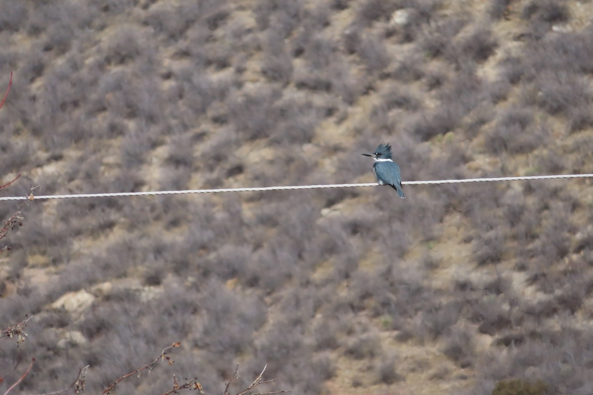 Belted Kingfisher - ML134240861