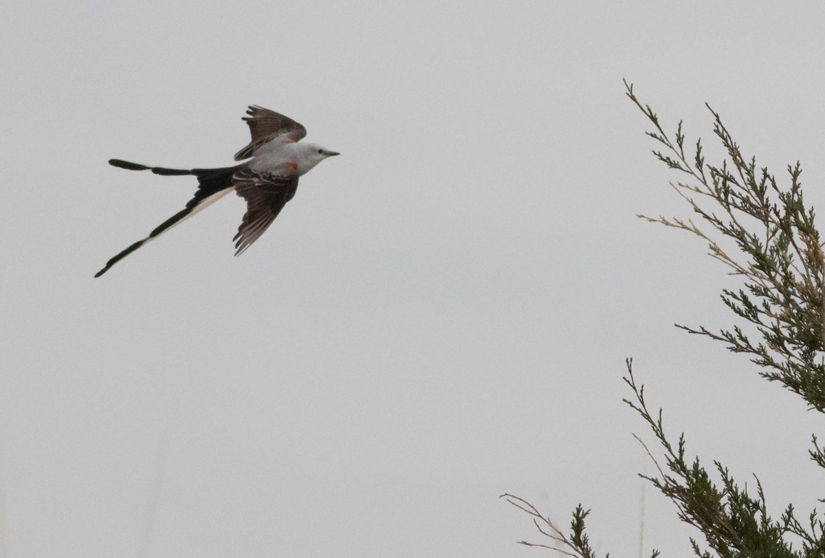 Scissor-tailed Flycatcher - ML134243071