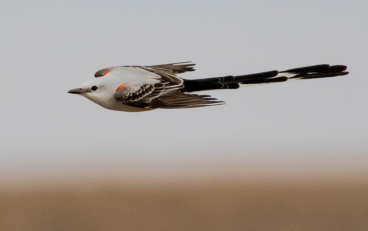 Scissor-tailed Flycatcher - ML134243081