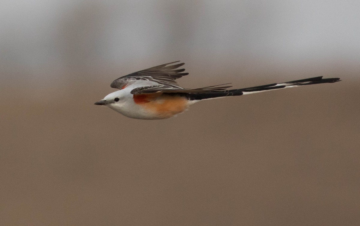 Scissor-tailed Flycatcher - ML134243091