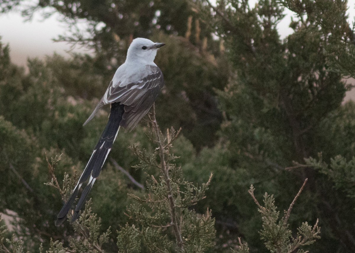 Scissor-tailed Flycatcher - ML134243101