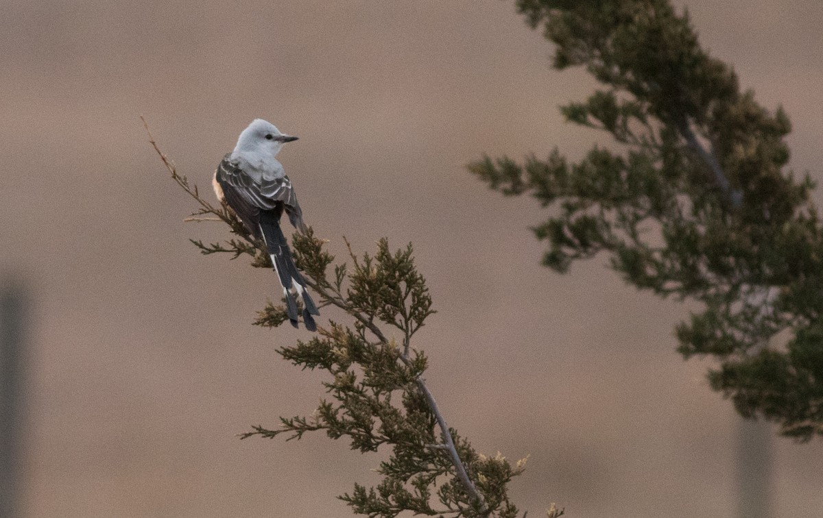 Scissor-tailed Flycatcher - ML134243111