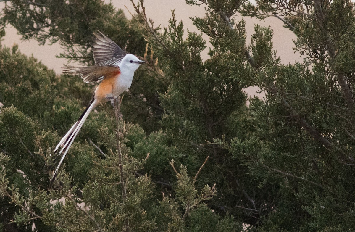 Scissor-tailed Flycatcher - ML134243121