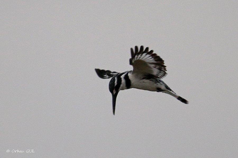 Pied Kingfisher - ML134243481