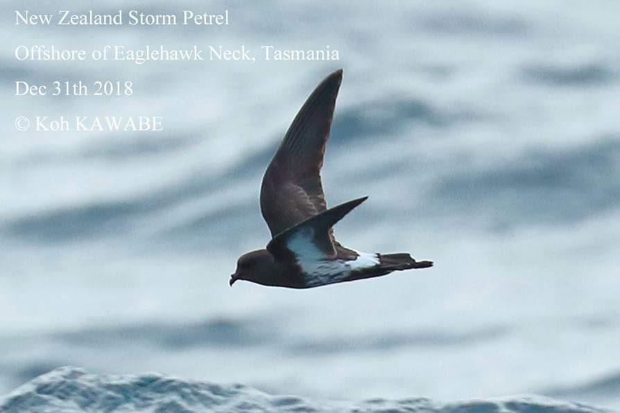 New Zealand Storm-Petrel - ML134243671
