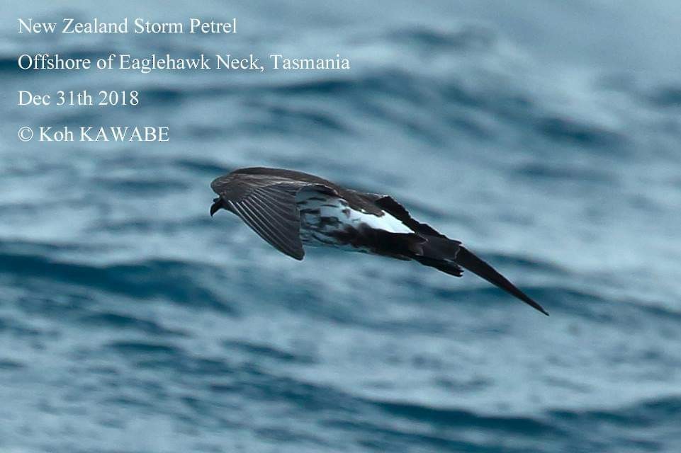 New Zealand Storm-Petrel - ML134243681