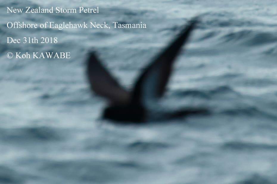 New Zealand Storm-Petrel - ML134243691