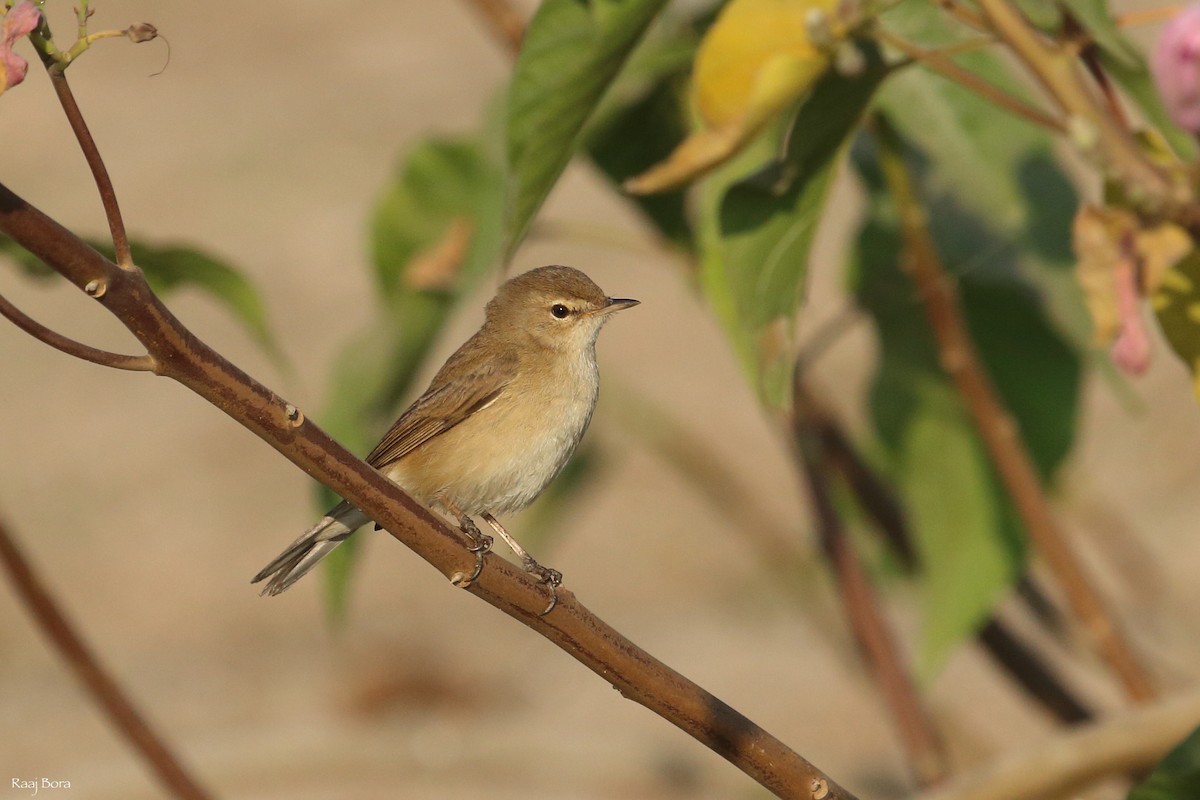 Booted Warbler - Raaj  Bora