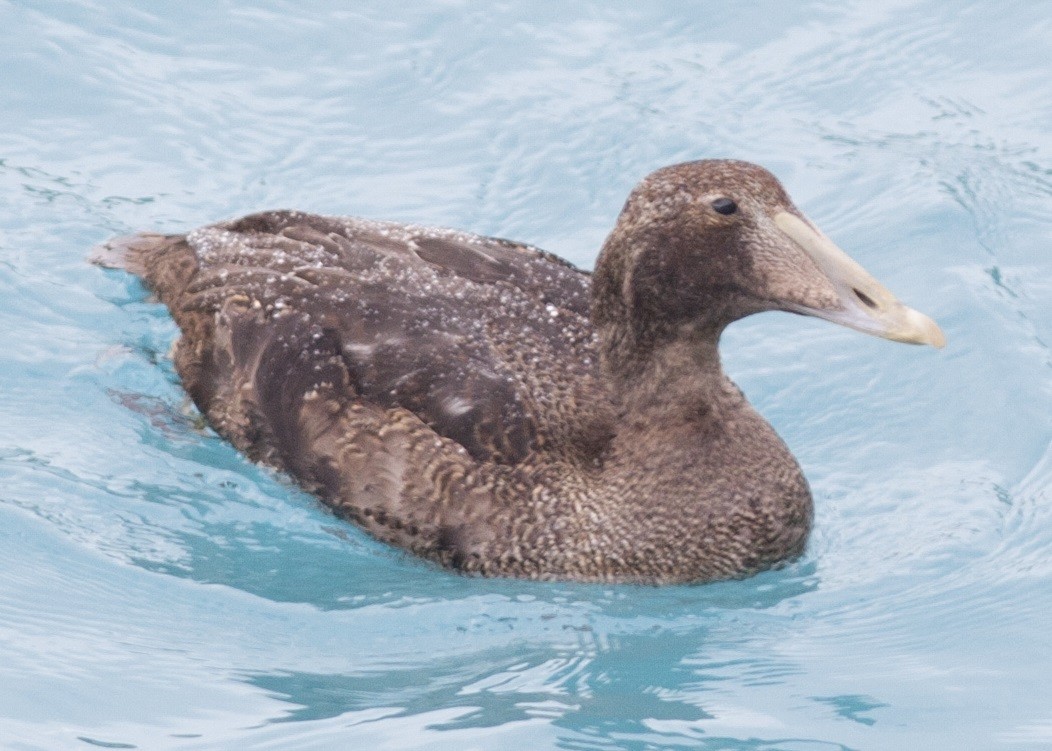 Common Eider - Bermuda Historical Records