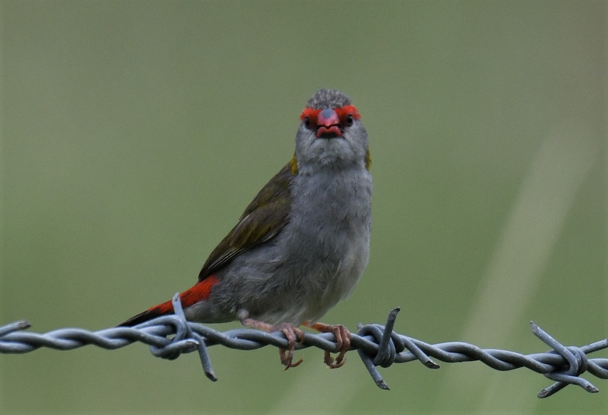 Red-browed Firetail - ML134245321