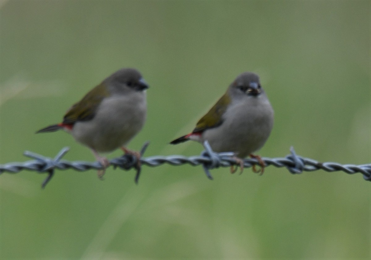 Red-browed Firetail - ML134245331