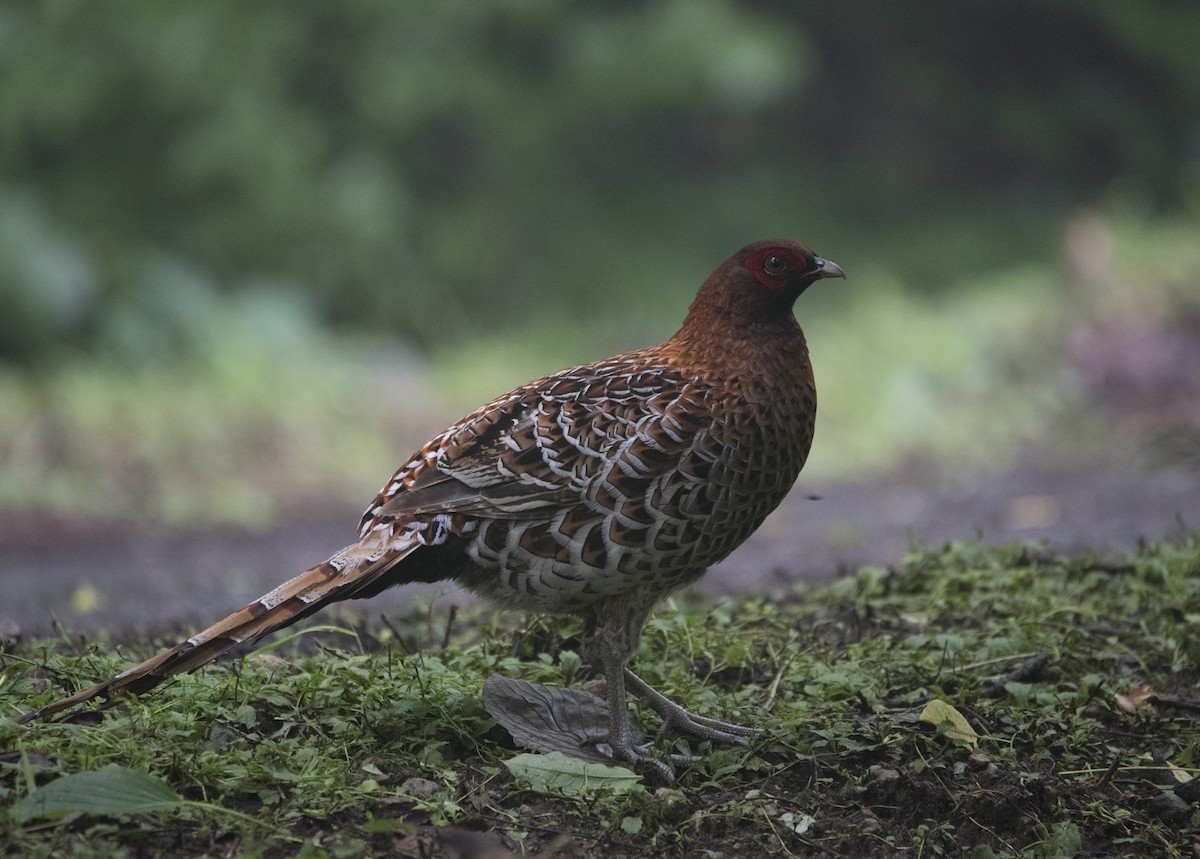 Copper Pheasant - Observador de Aves
