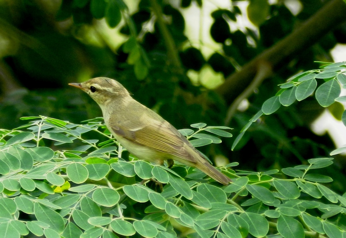 Greenish Warbler - ML134247491