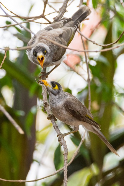 Noisy Miner - ML134248621