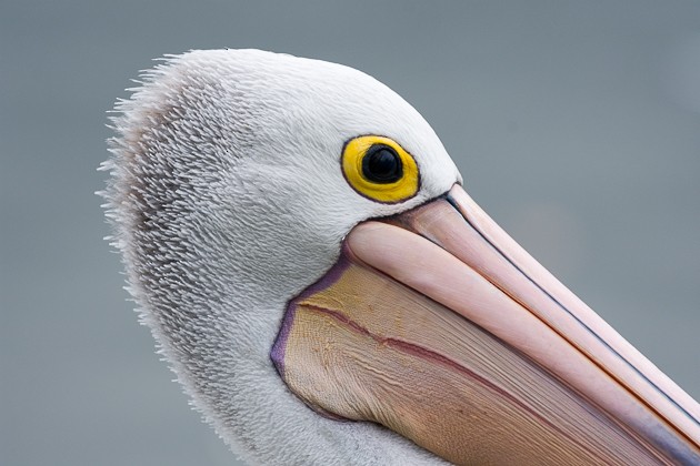 Australian Pelican - ML134248641