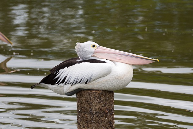 Australian Pelican - Rodney Appleby