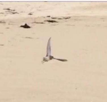 Sharp-tailed Sandpiper - ML134251991