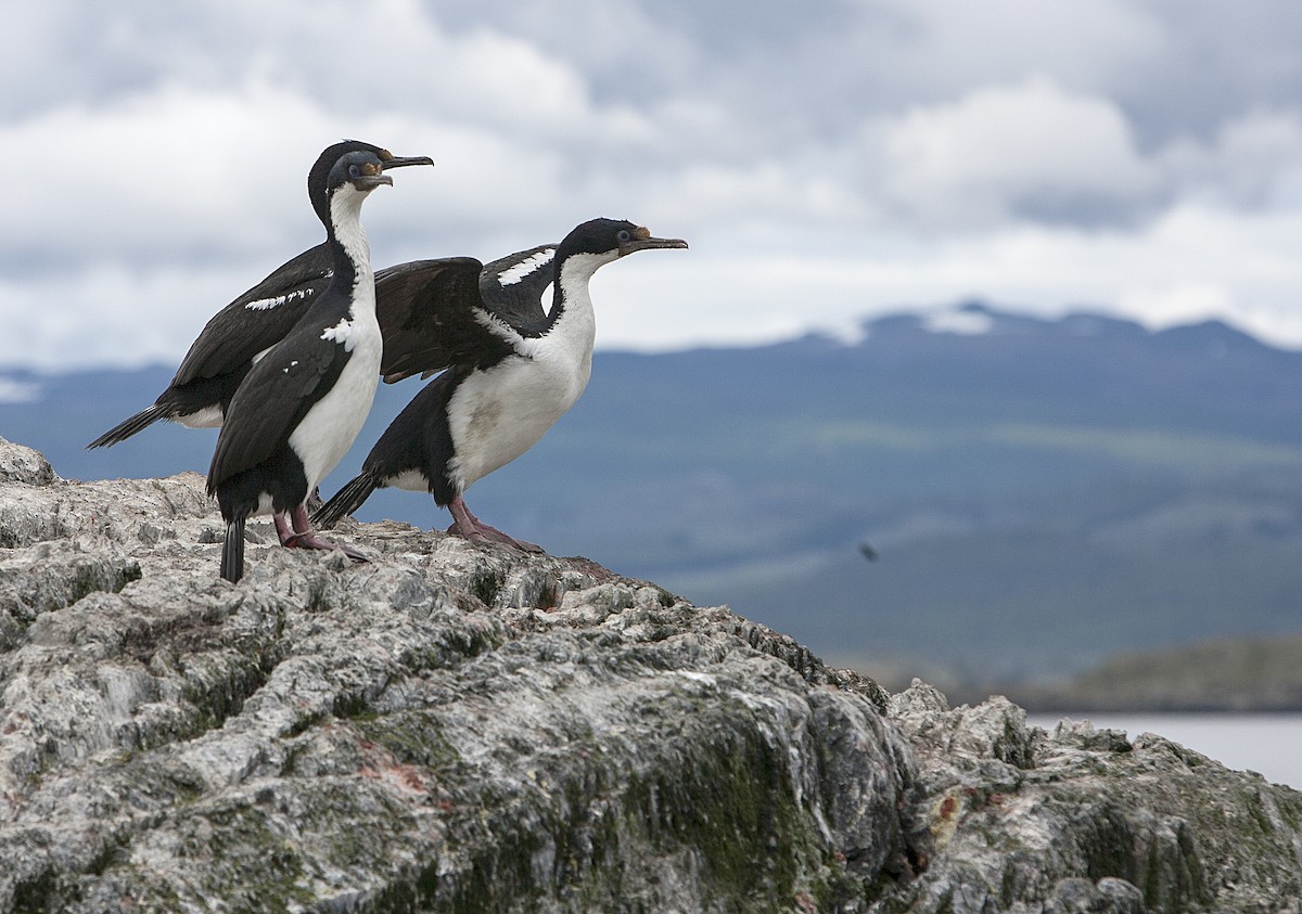 Imperial Cormorant (King) - Dominic Garcia-Hall