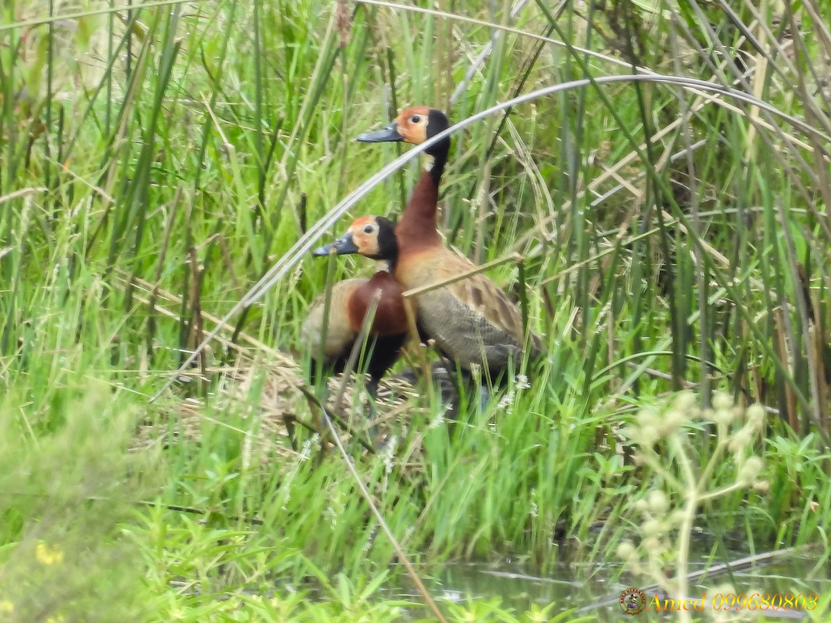 White-faced Whistling-Duck - ML134252541