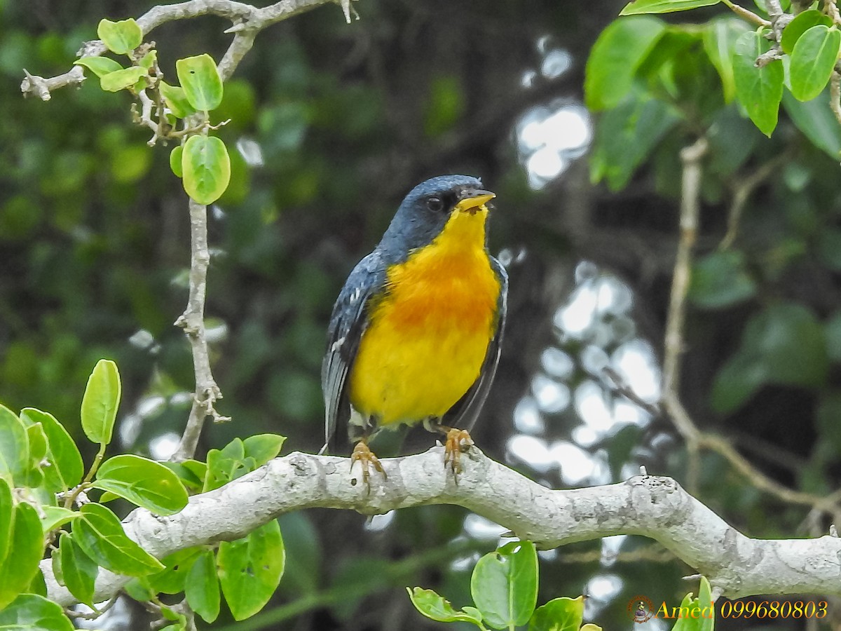 Tropical Parula - ML134252781