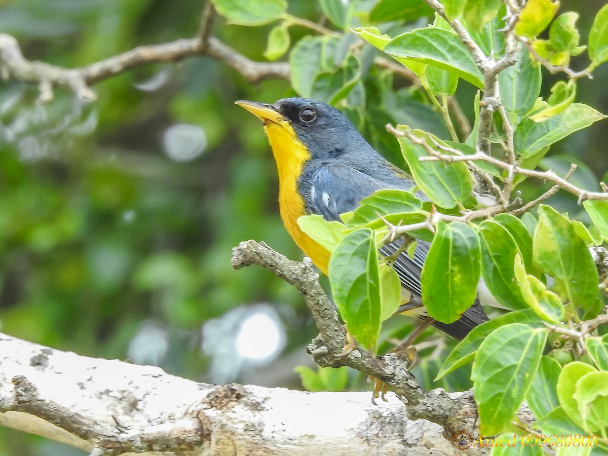 Tropical Parula - ML134252791