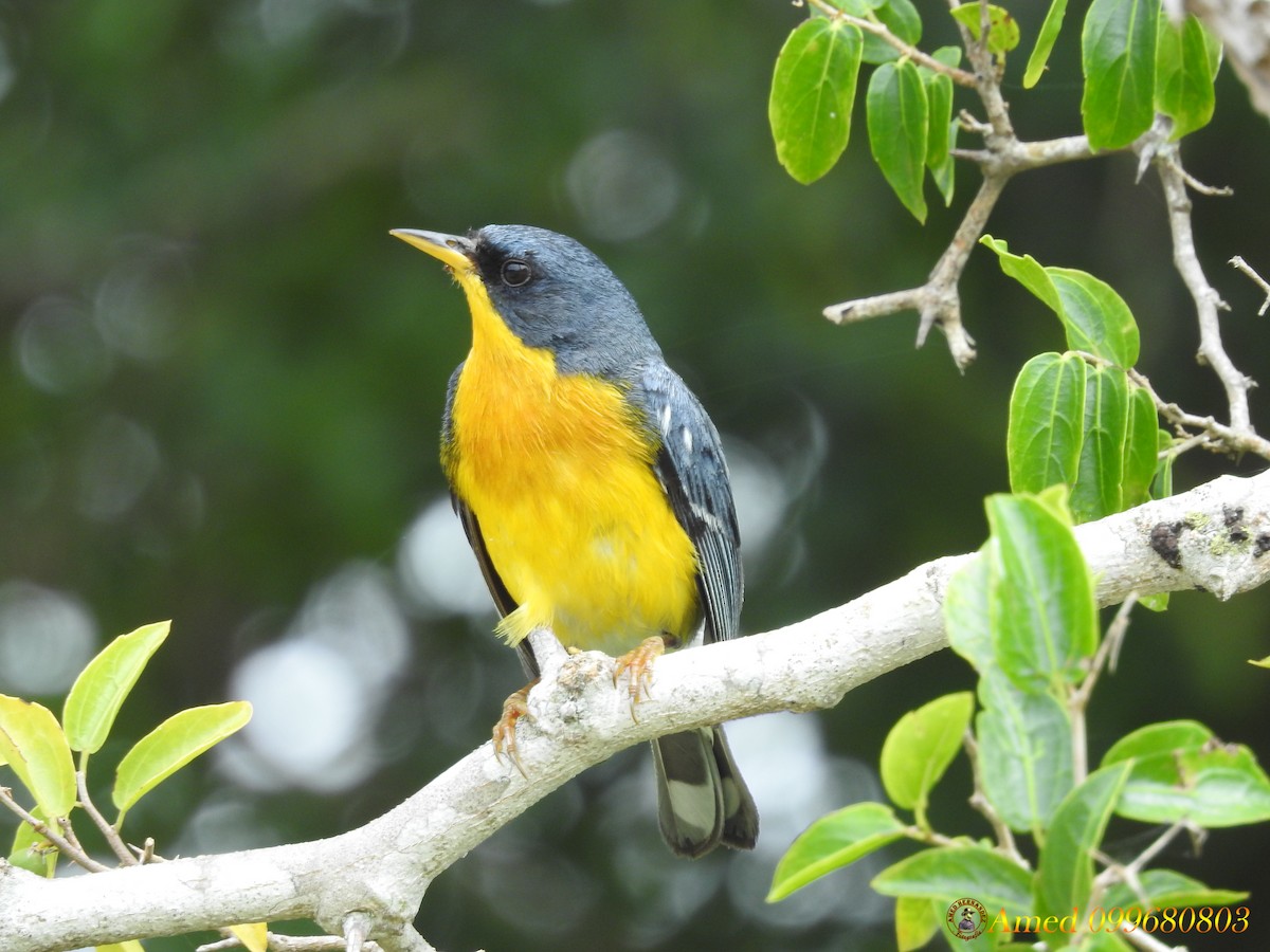 Tropical Parula - ML134252801