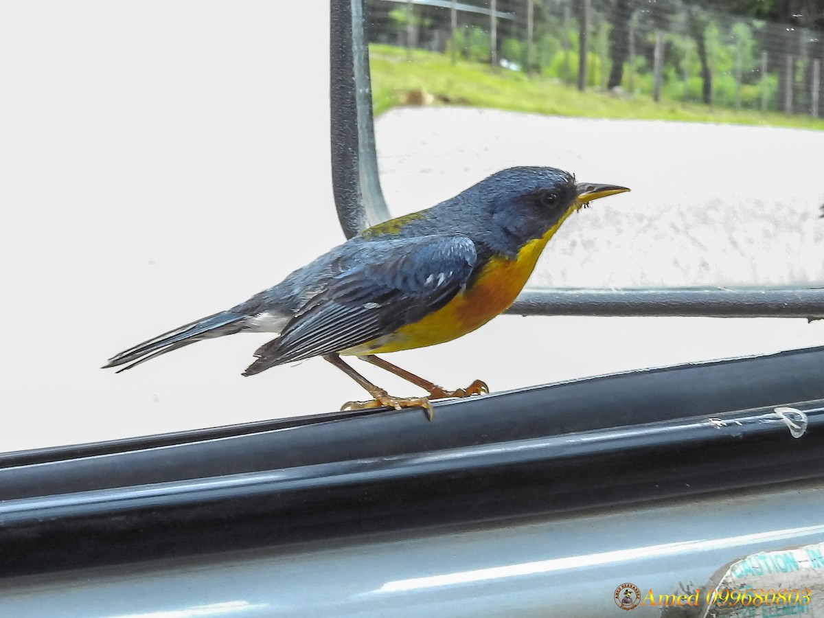 Tropical Parula - ML134252821