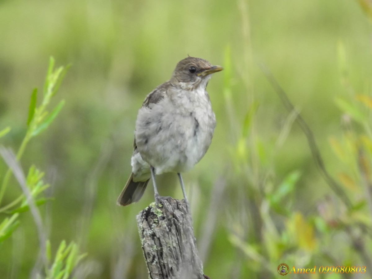 Creamy-bellied Thrush - Amed Hernández