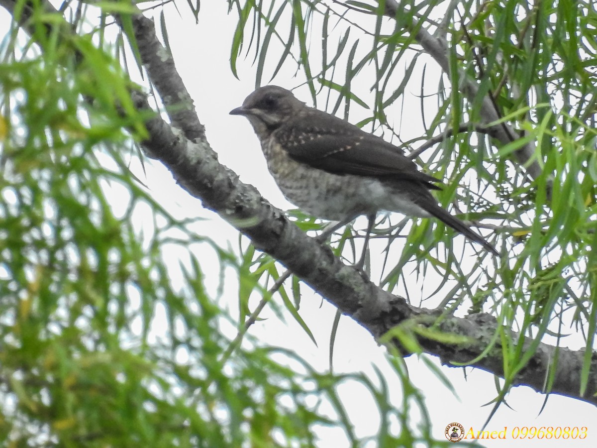 Creamy-bellied Thrush - ML134252931