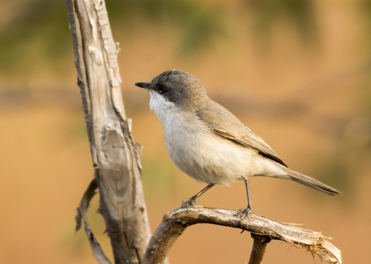 Lesser Whitethroat (Hume's) - Ramesh Desai