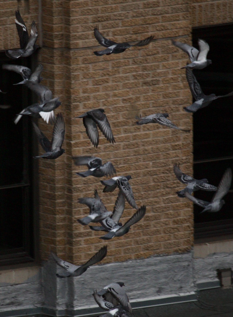 Rock Pigeon (Feral Pigeon) - Brad Wier