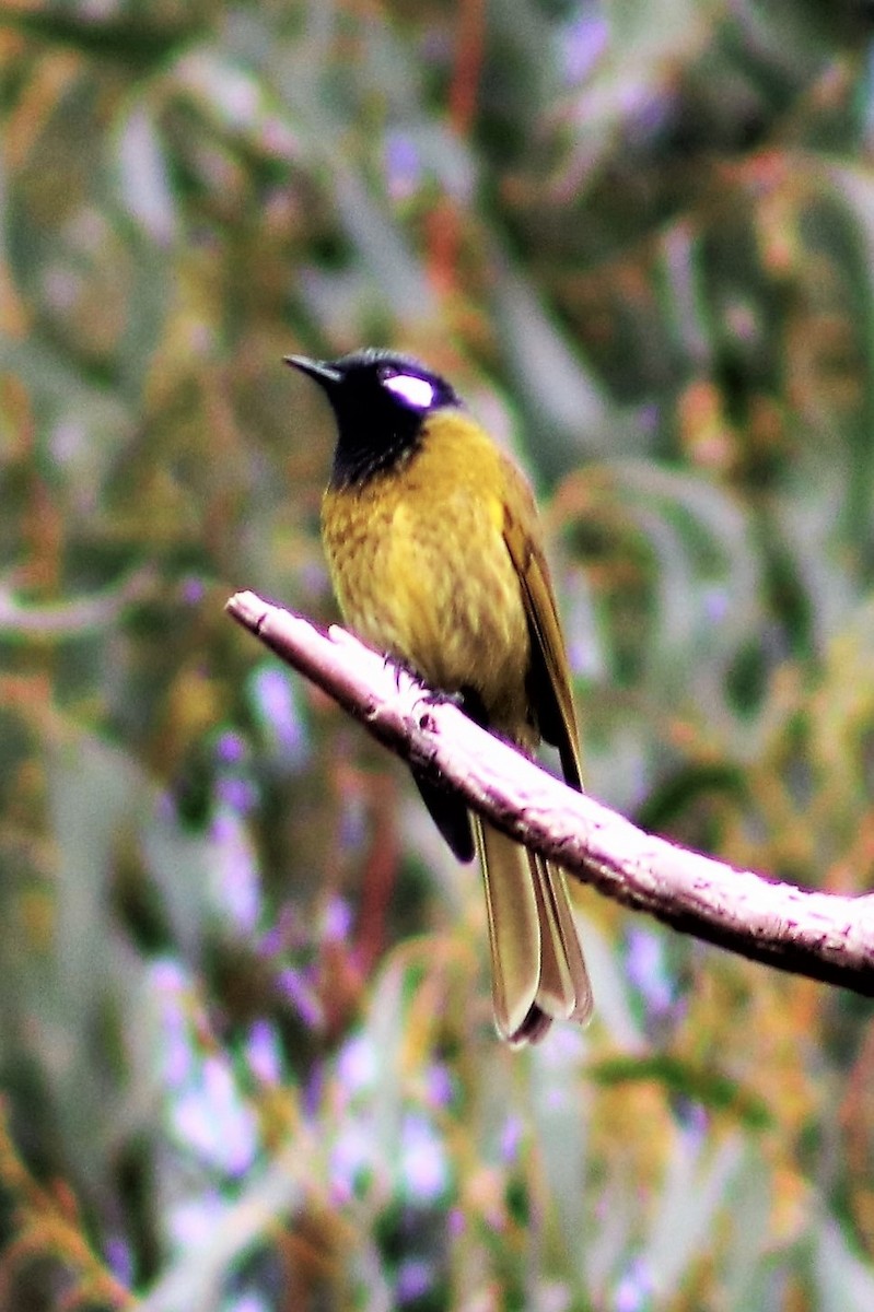 White-eared Honeyeater - ML134256251