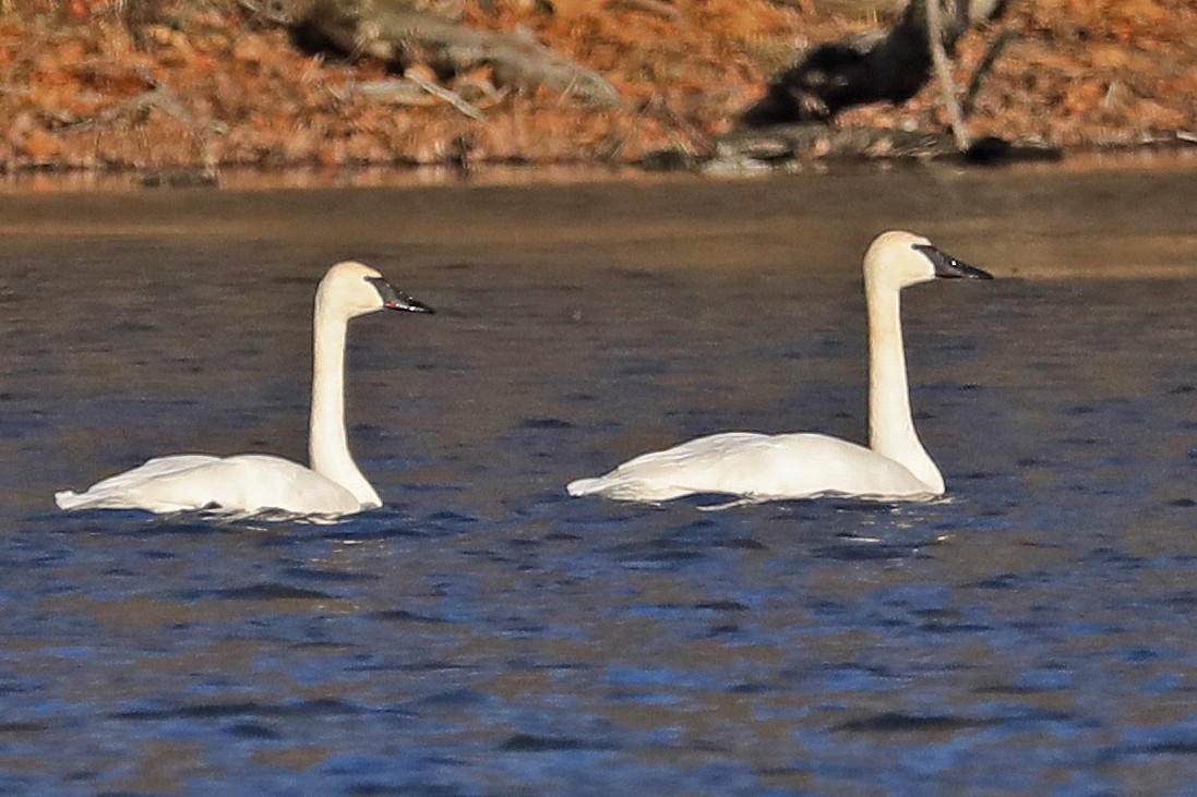 Trumpeter Swan - ML134257151