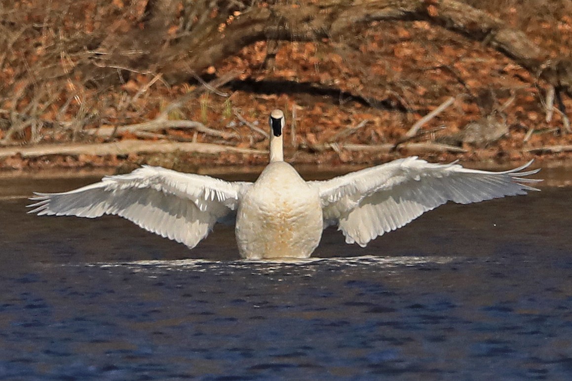 Trumpeter Swan - Thaddaeus Shaum