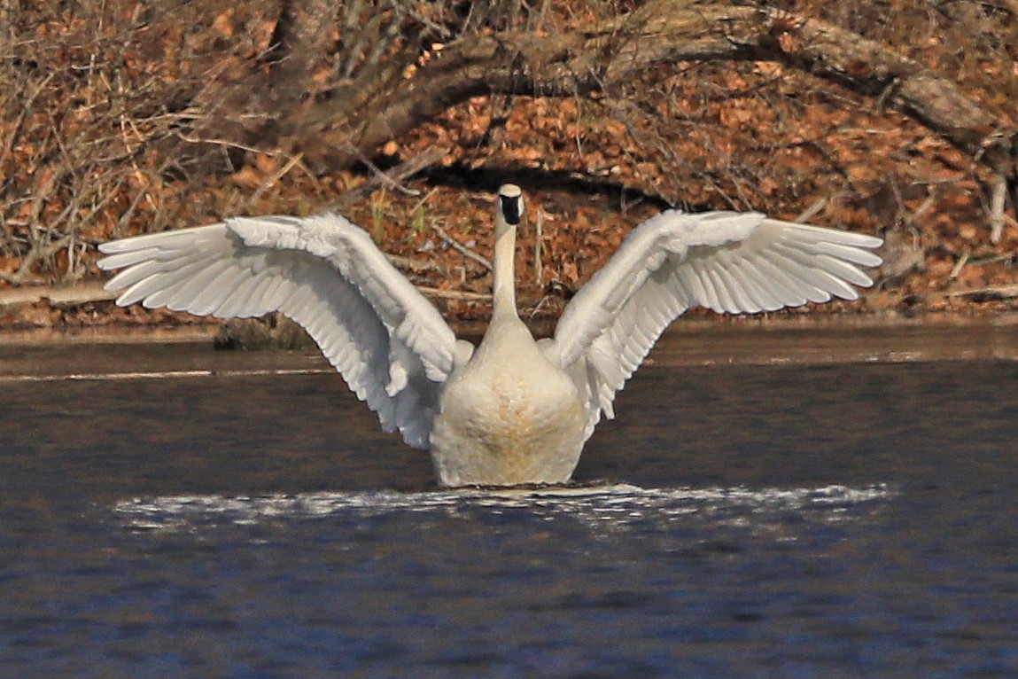 Cygne trompette - ML134257171