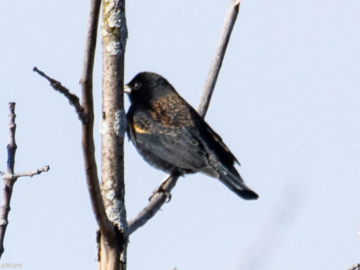 Red-winged Blackbird - T I