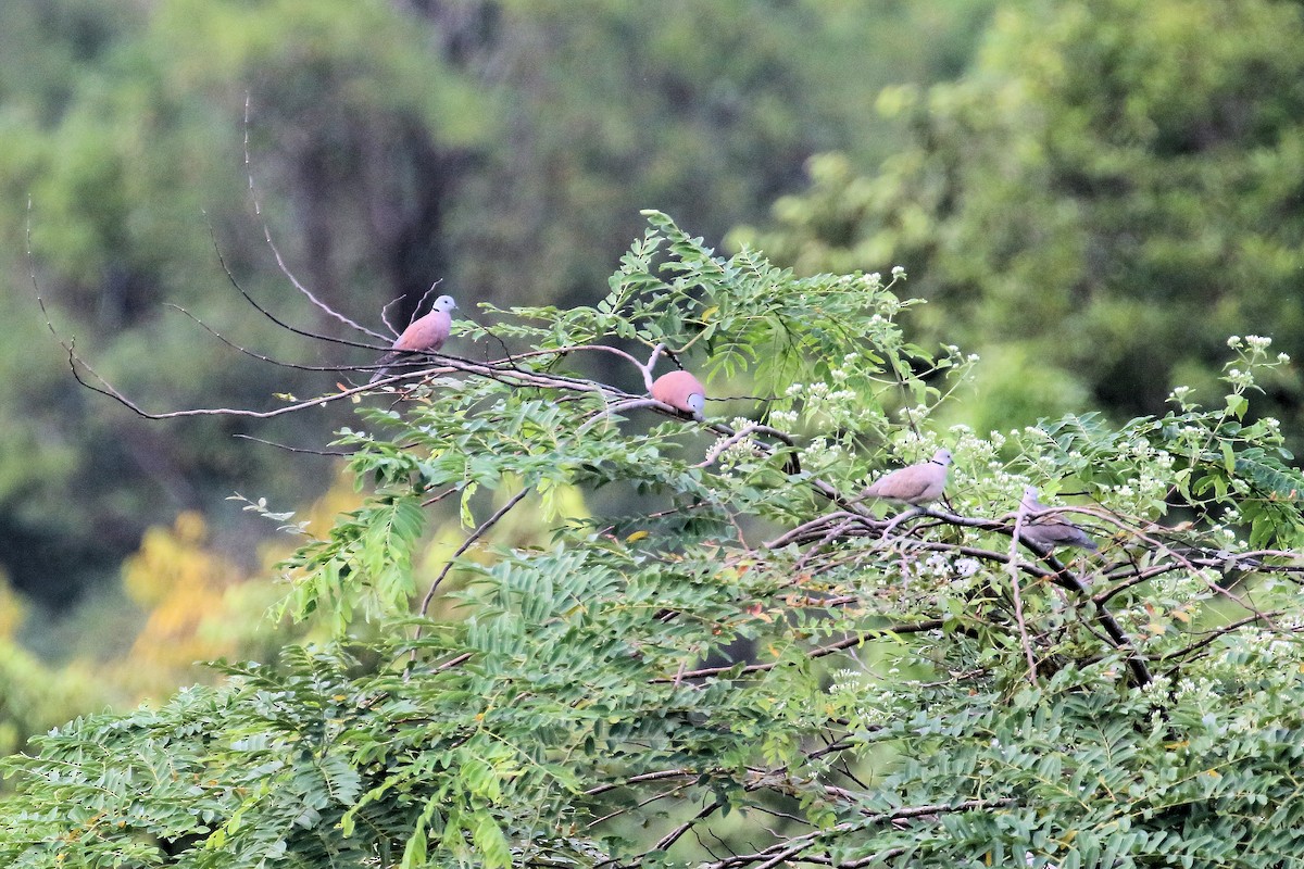 Red Collared-Dove - Stan Lilley