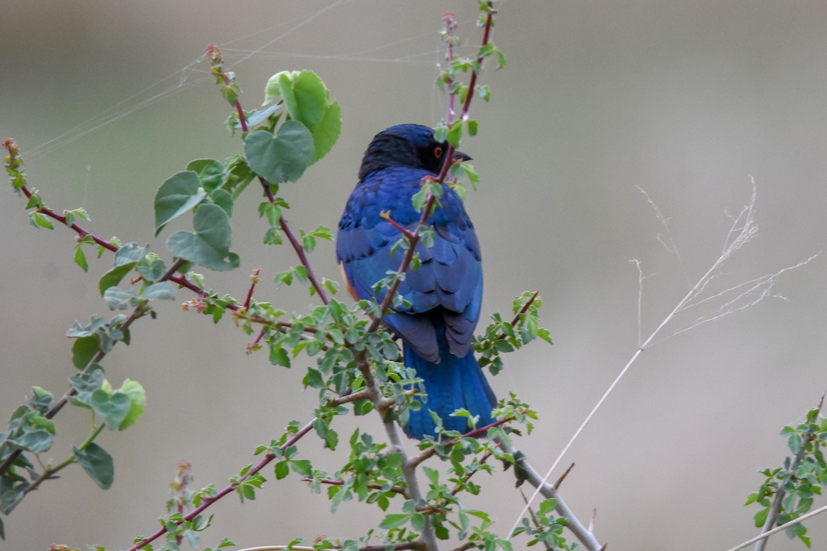 Hildebrandt's Starling - ML134259061