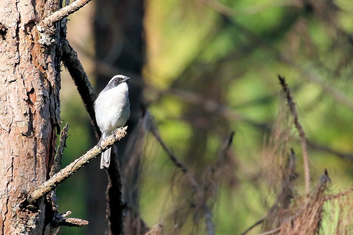 Gray Bushchat - ML134261601