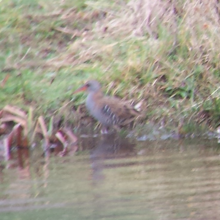 Water Rail - ML134261641