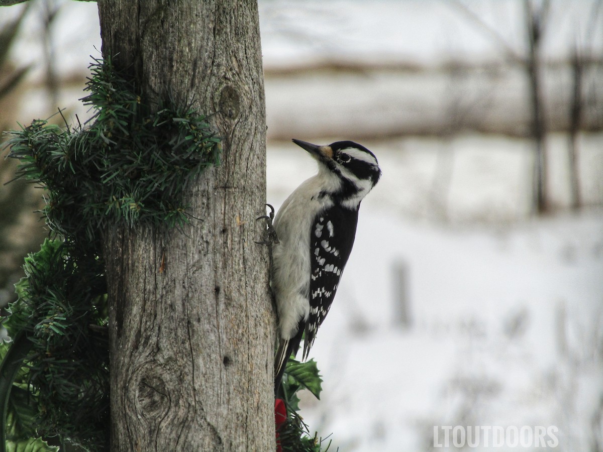 Hairy Woodpecker - Lowell Miller