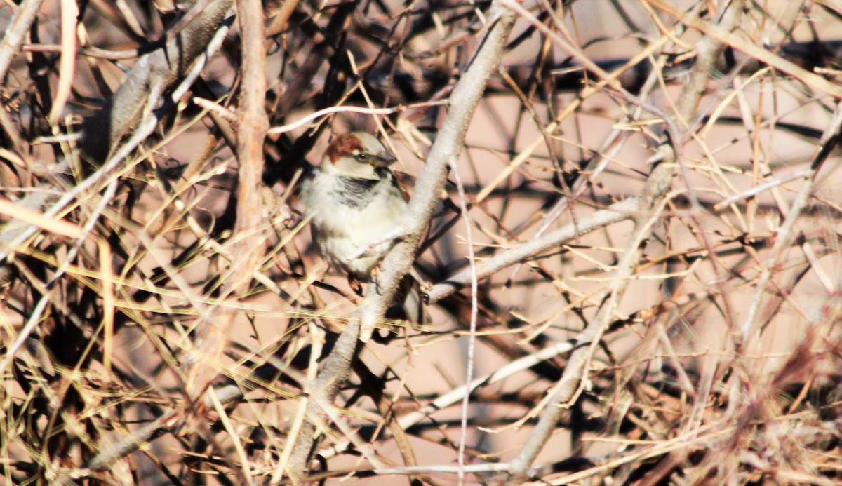 Moineau domestique - ML134262571