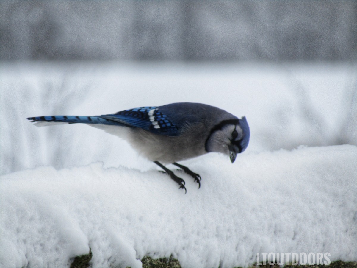 Blue Jay - Lowell Miller